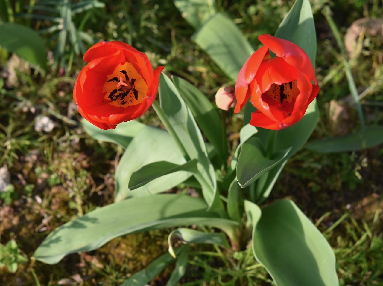 flower  flowers  tulips red free photo