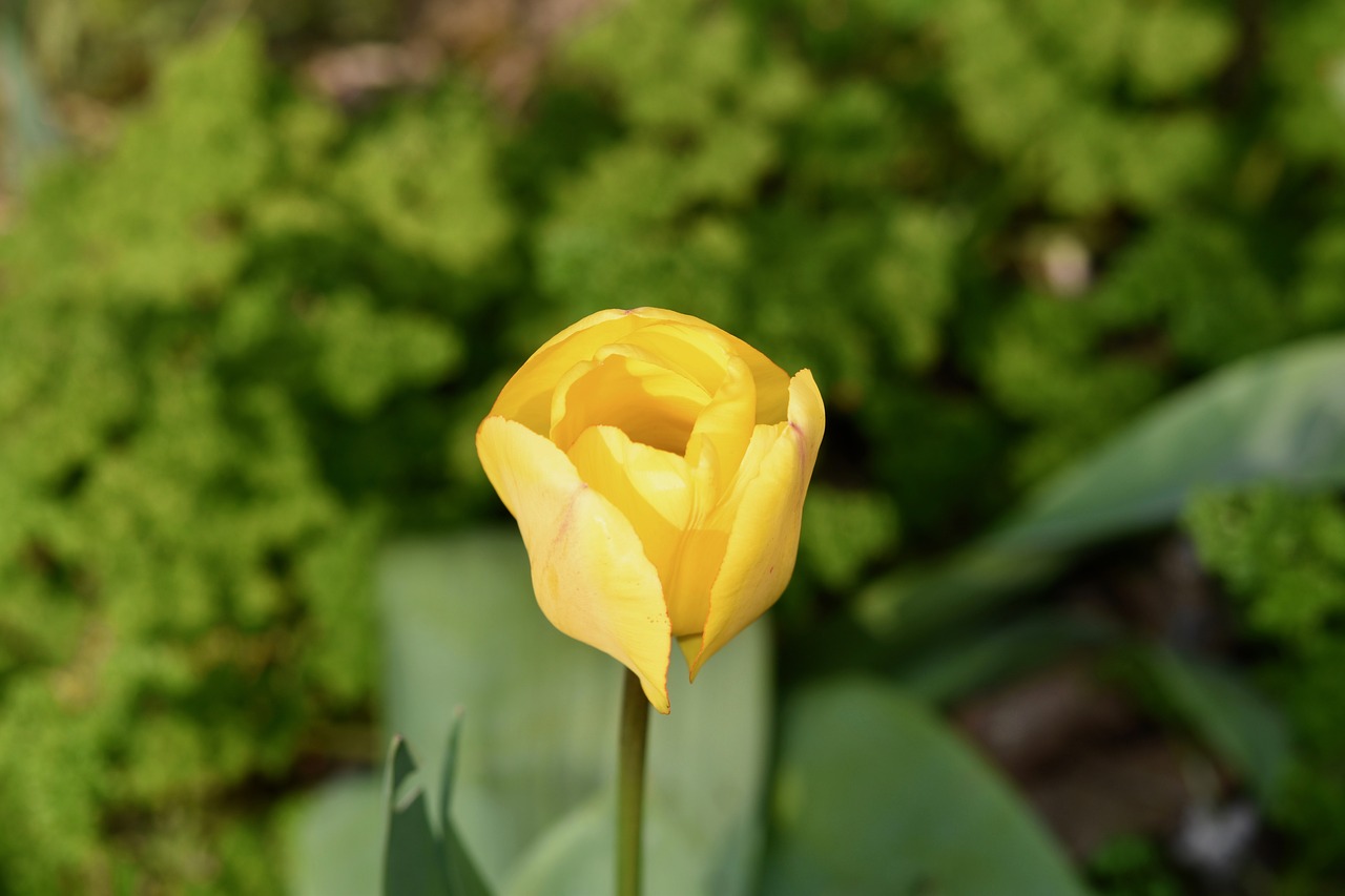flower  flowers  tulip yellow free photo