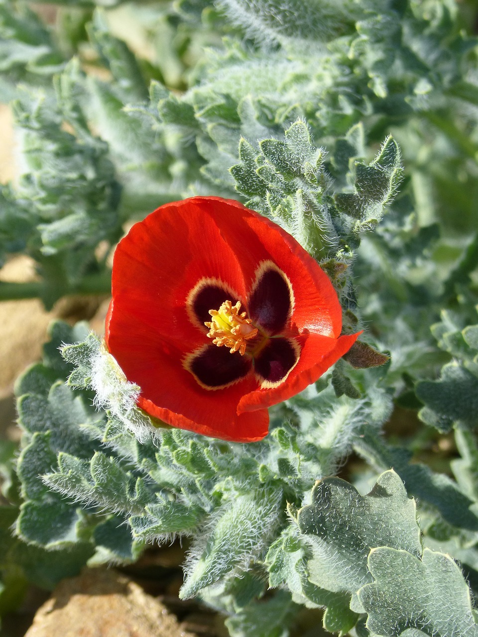 flower  glaucium corniculatum  glaucium free photo