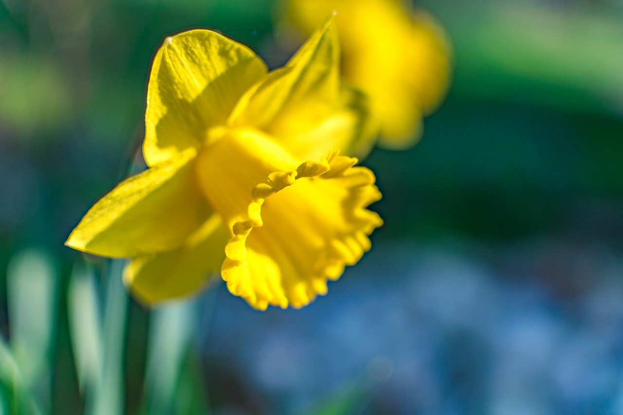 flower  daffodil  easter free photo