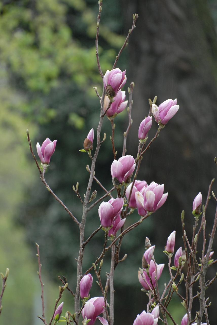 flower  spring  plant free photo