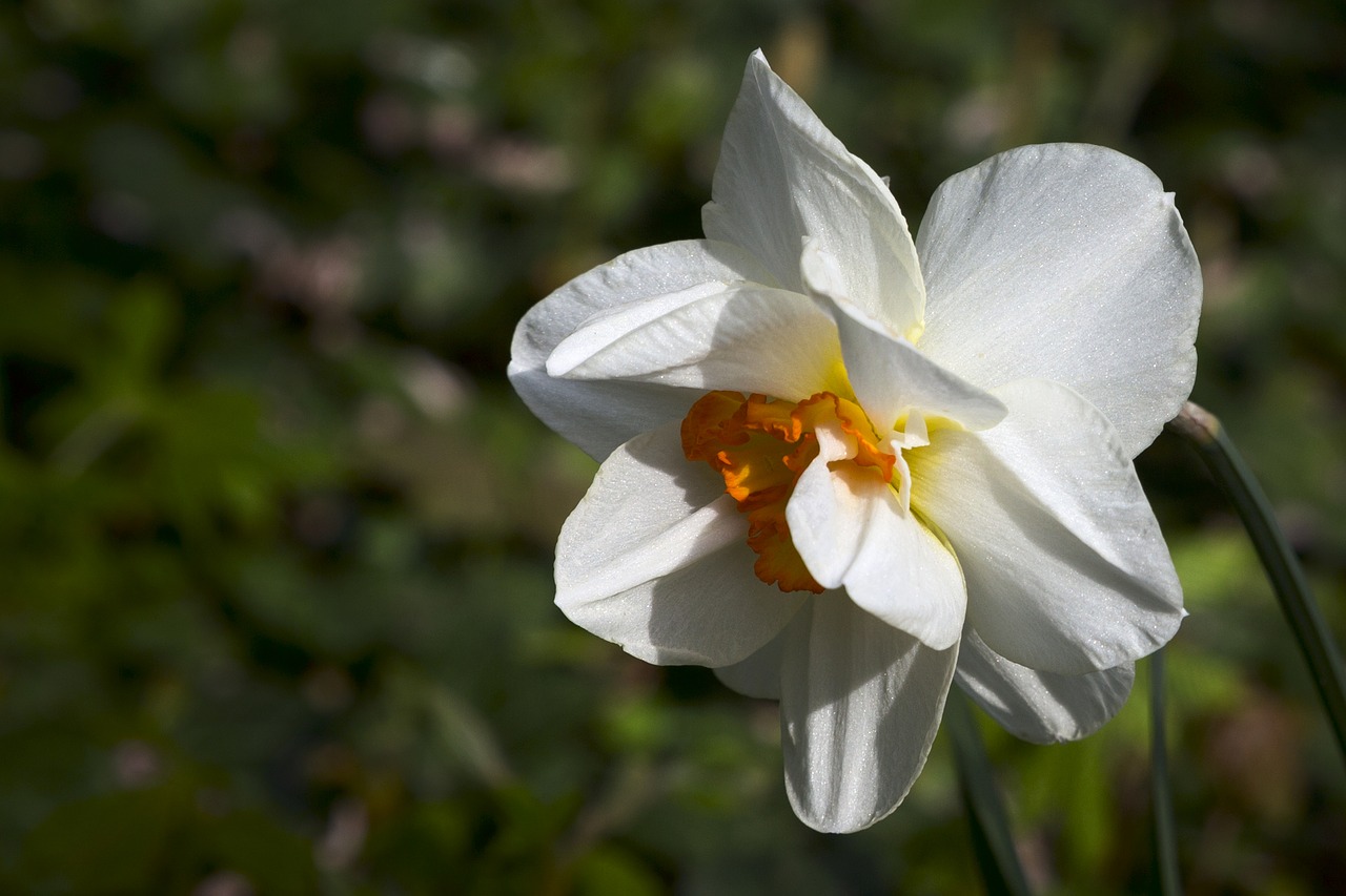 flower  nature  spring free photo