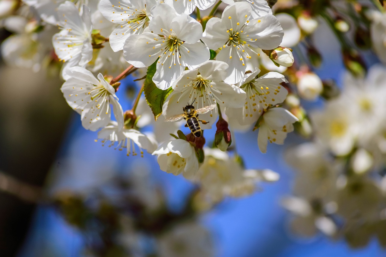 flower  bee  insect free photo