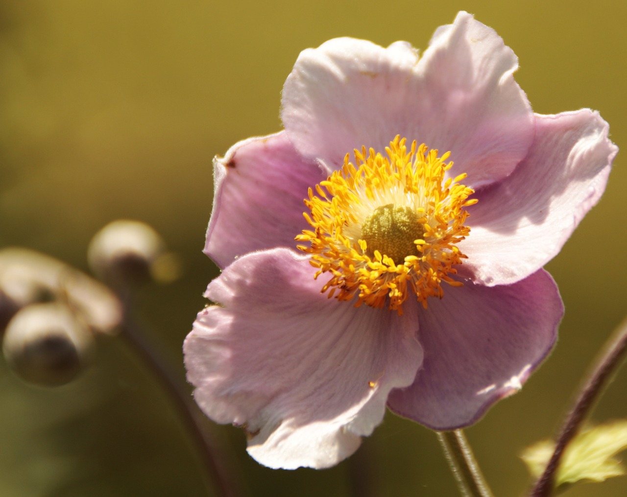 flower pink nature free photo