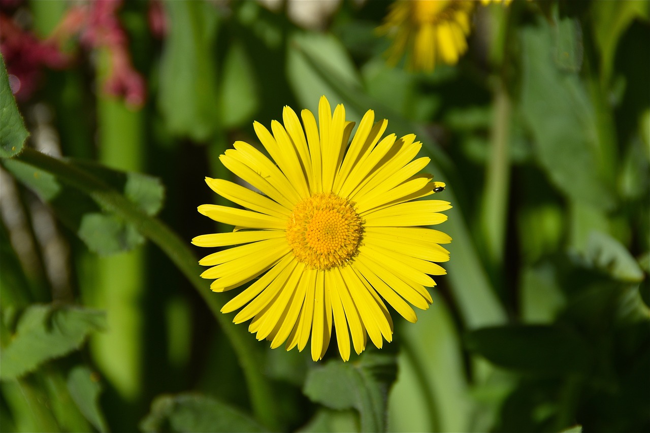 flower  yellow  petals free photo