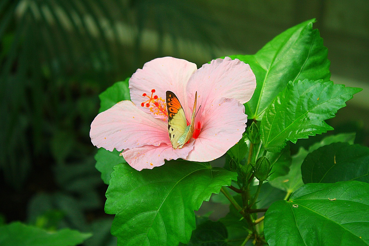 flower  butterfly  leaves free photo