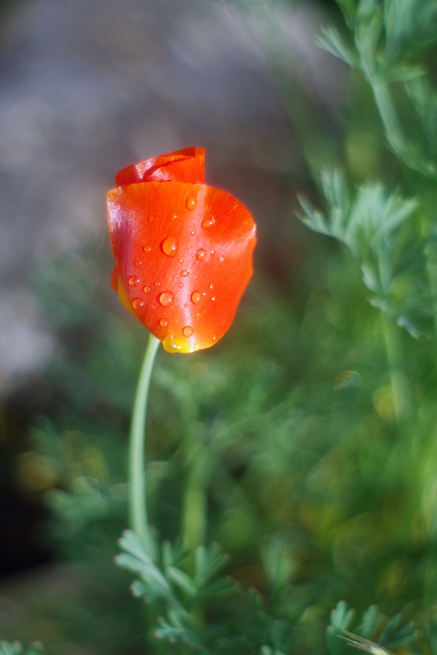 flower  poppy  california poppy free photo