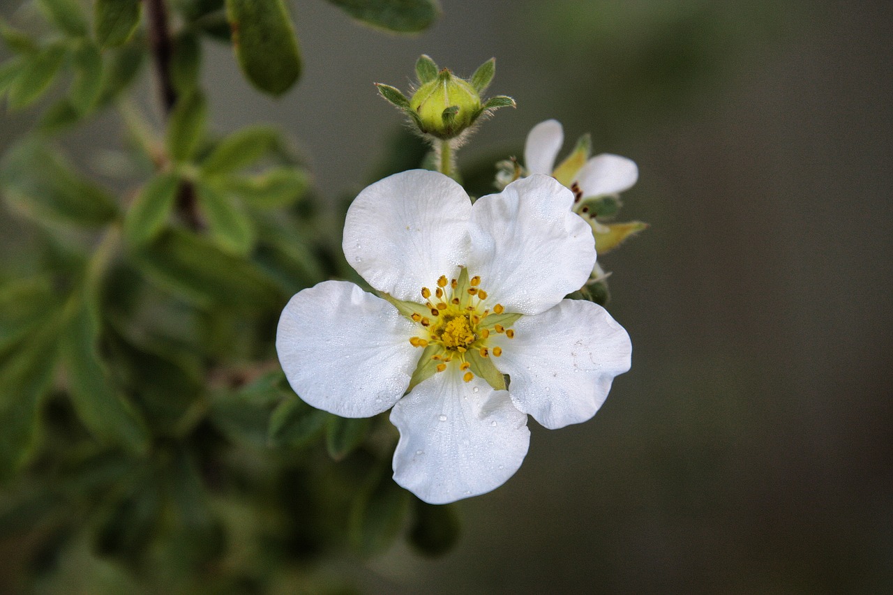 flower  blossom  bloom free photo