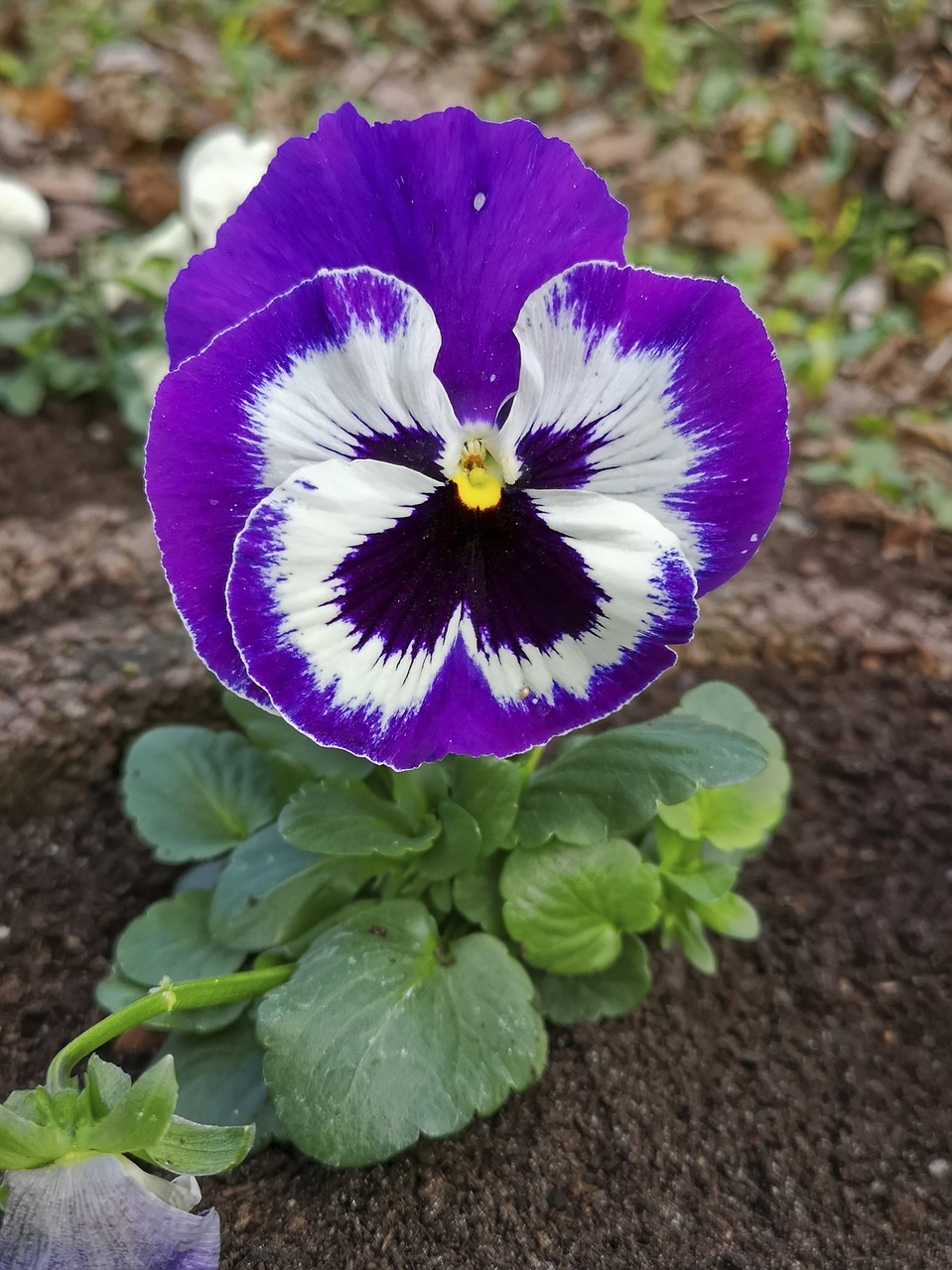 flower  pansy  spring free photo