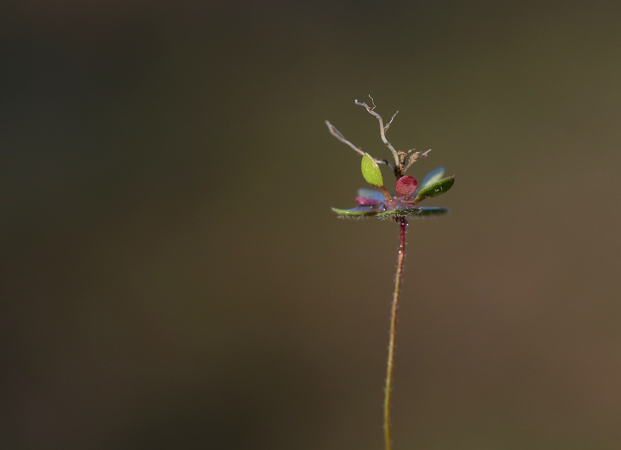 flower  root  macro free photo