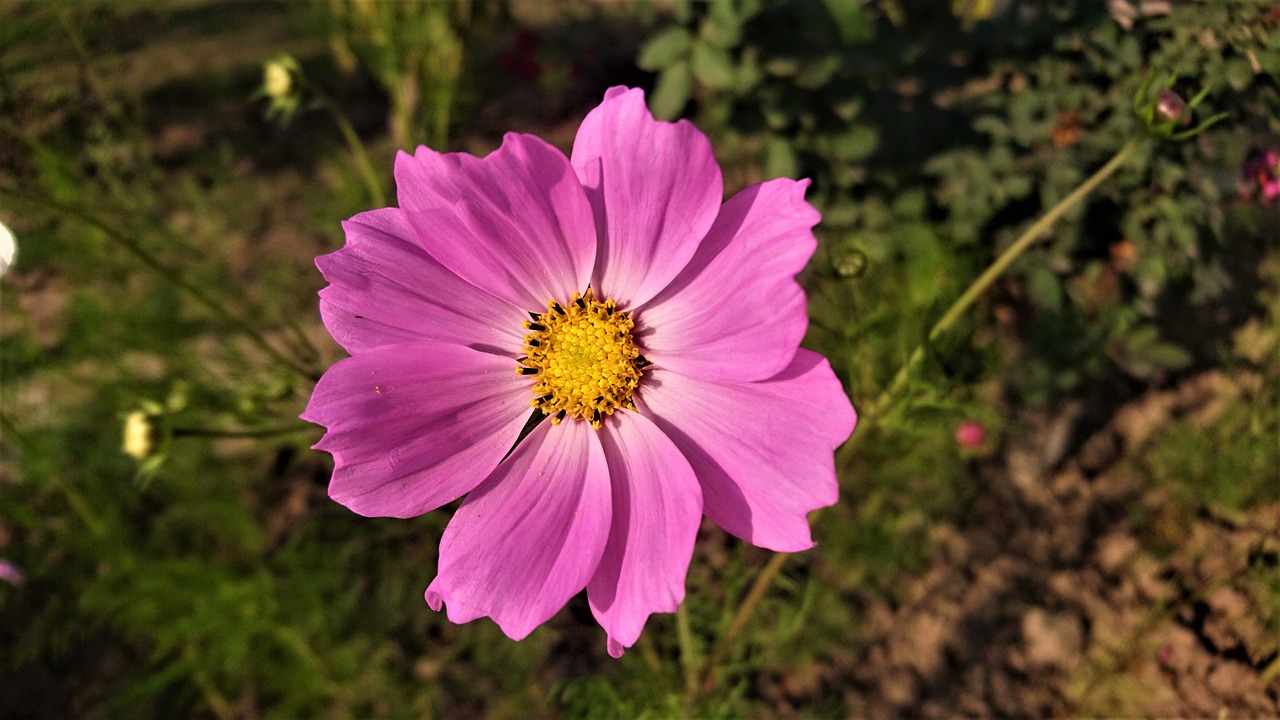 flower  pink  floral free photo