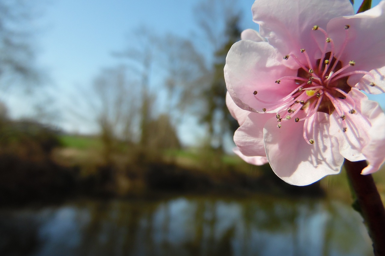 flower  pink  fish free photo