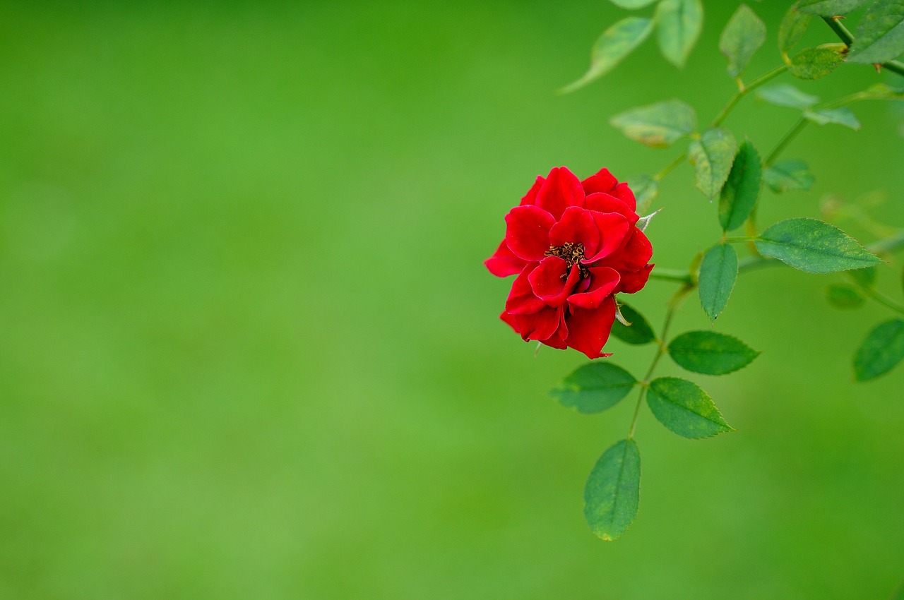 flower  rose  red free photo