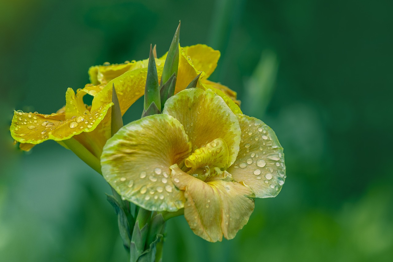 flower  nature  spring free photo