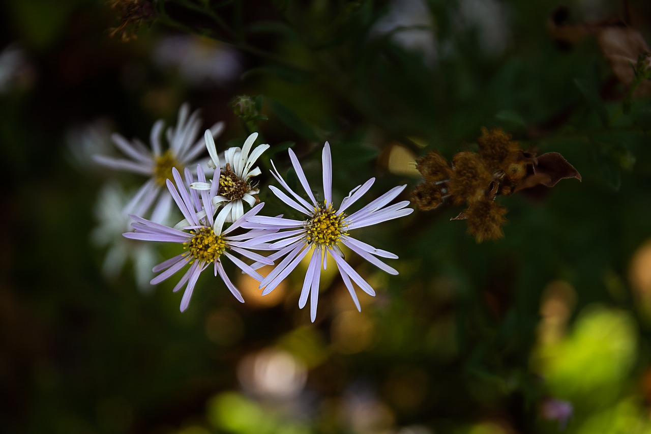 flower  blossom  bloom free photo