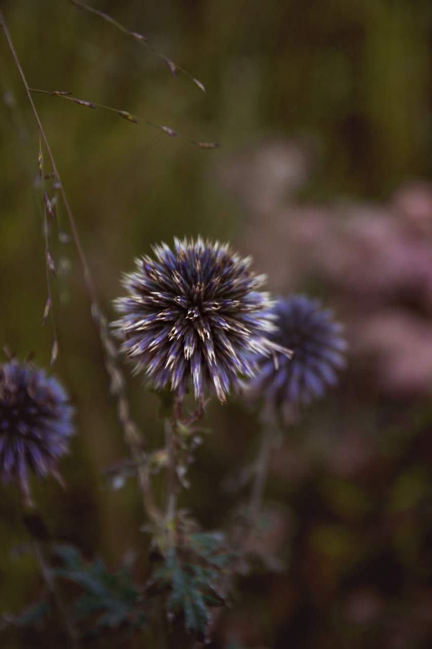 flower  macro  nature free photo