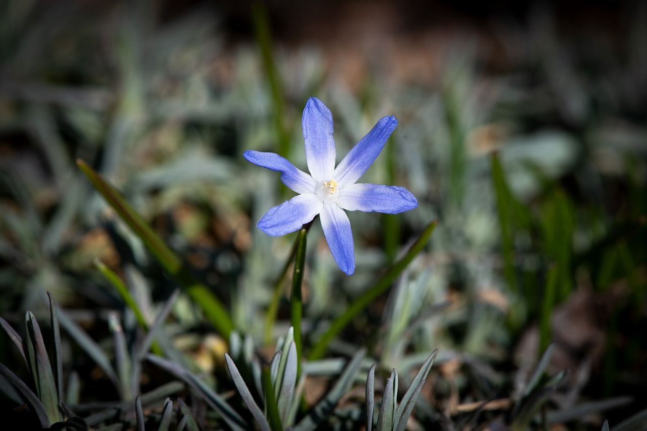 flower  blossom  bloom free photo