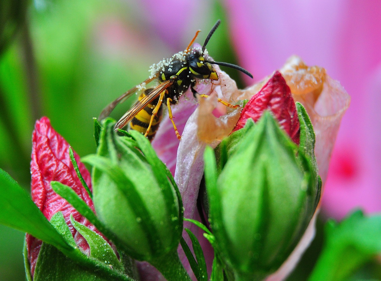 flower  bud  blossom free photo