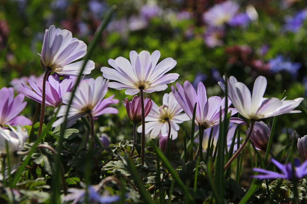 flower  spring  blossom free photo