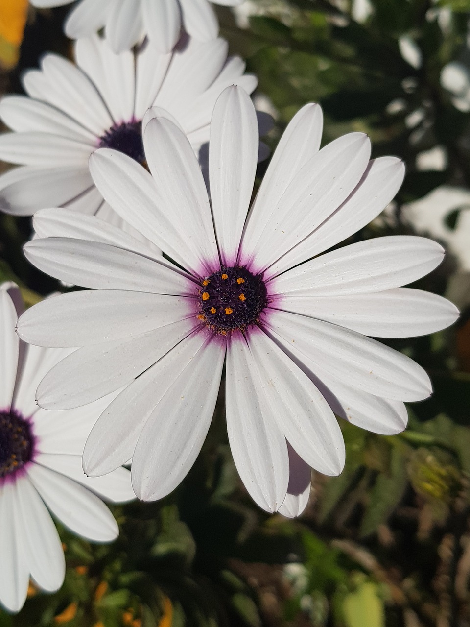 flower  plant  daisy free photo