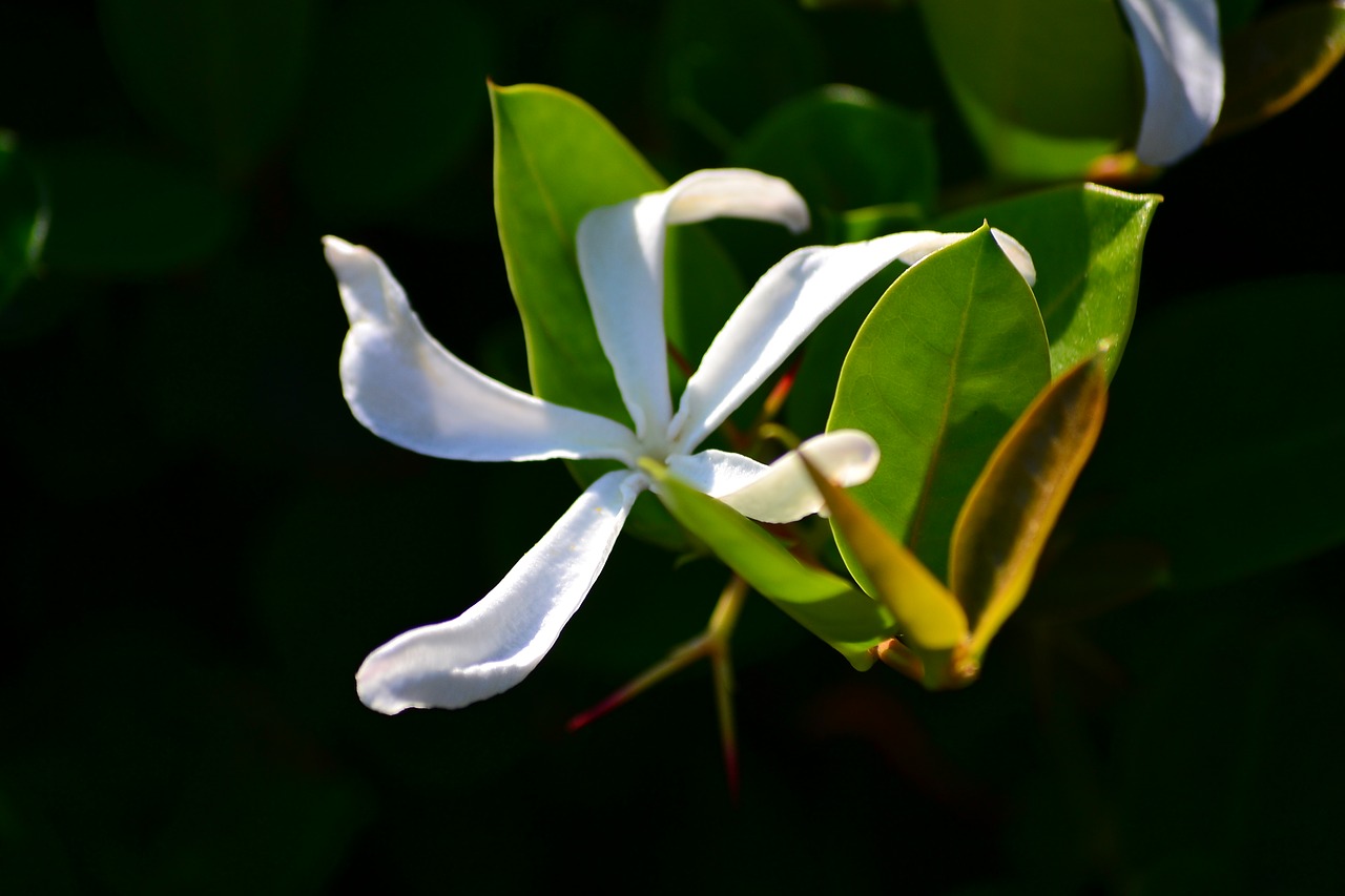 flower  white  plant free photo