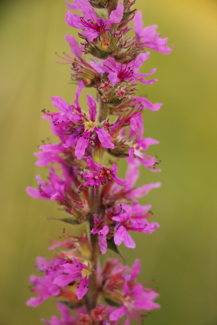 flower  nature  romantic free photo