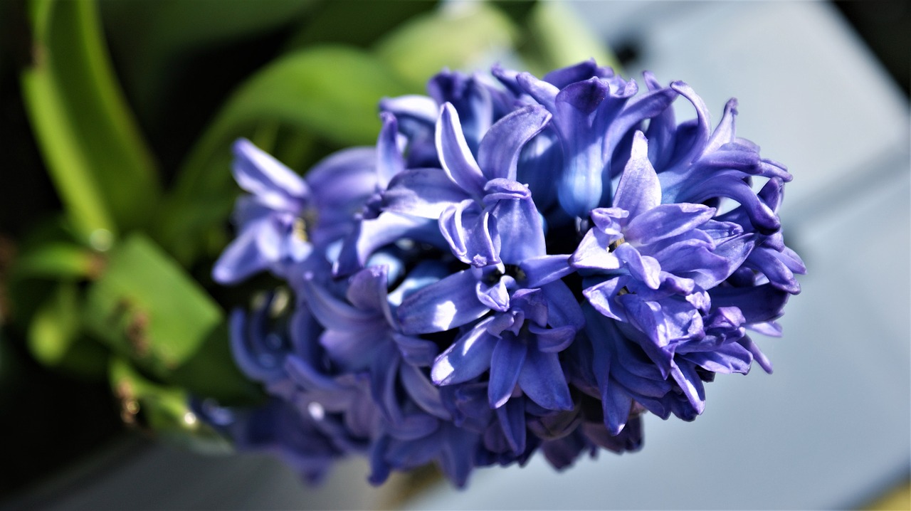 flower  purple  hyacinth free photo