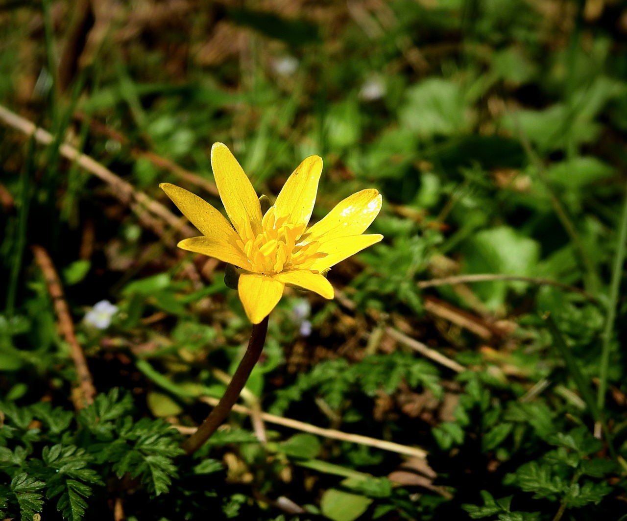 flower  meadow  yellow free photo