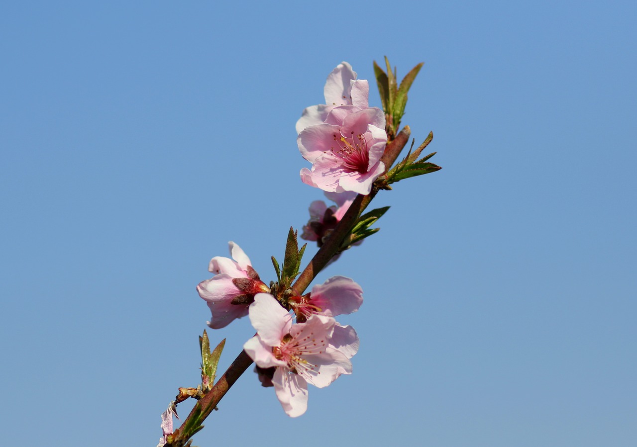 flower  pink  tree free photo