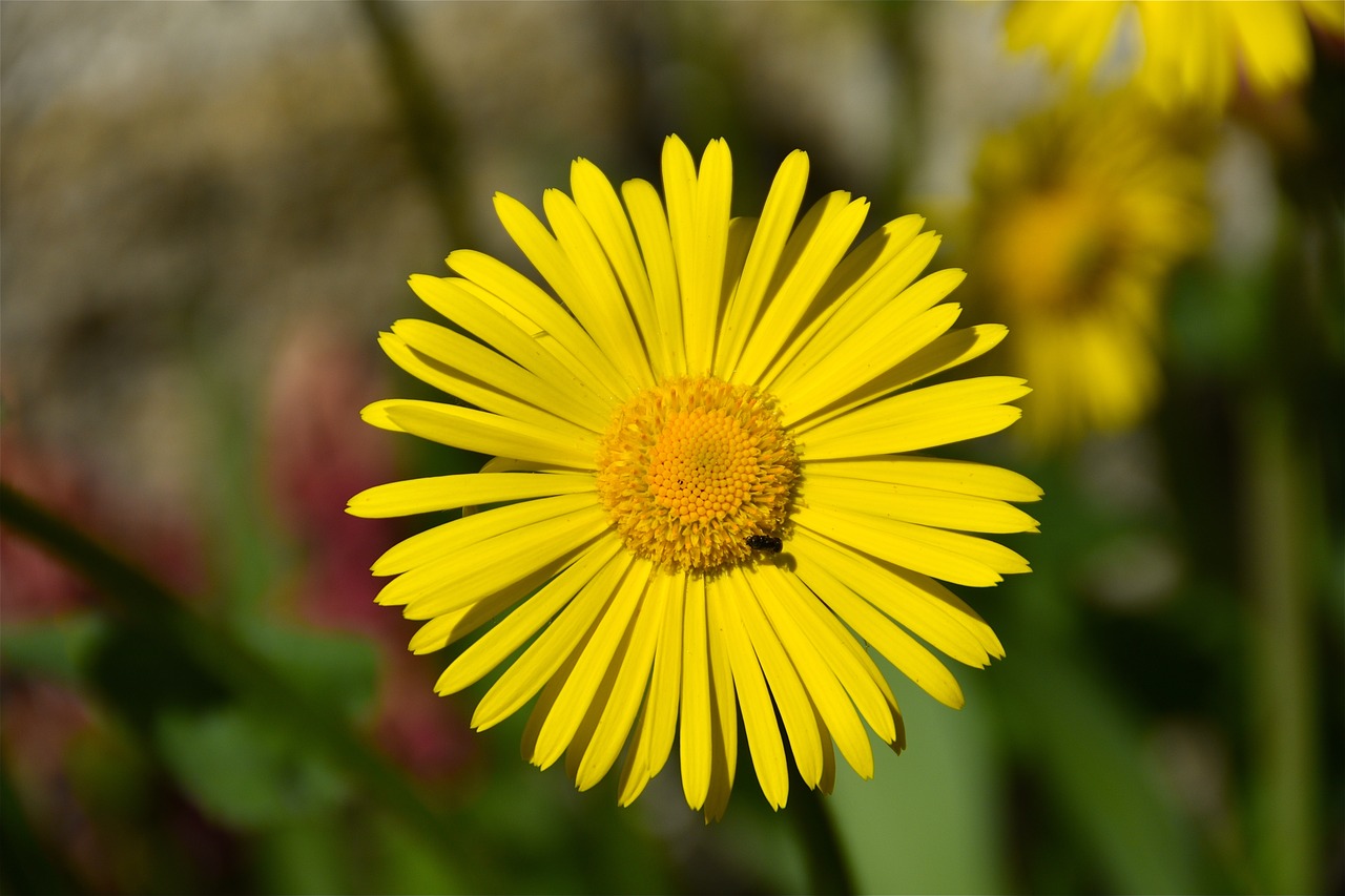 flower  yellow  petals free photo