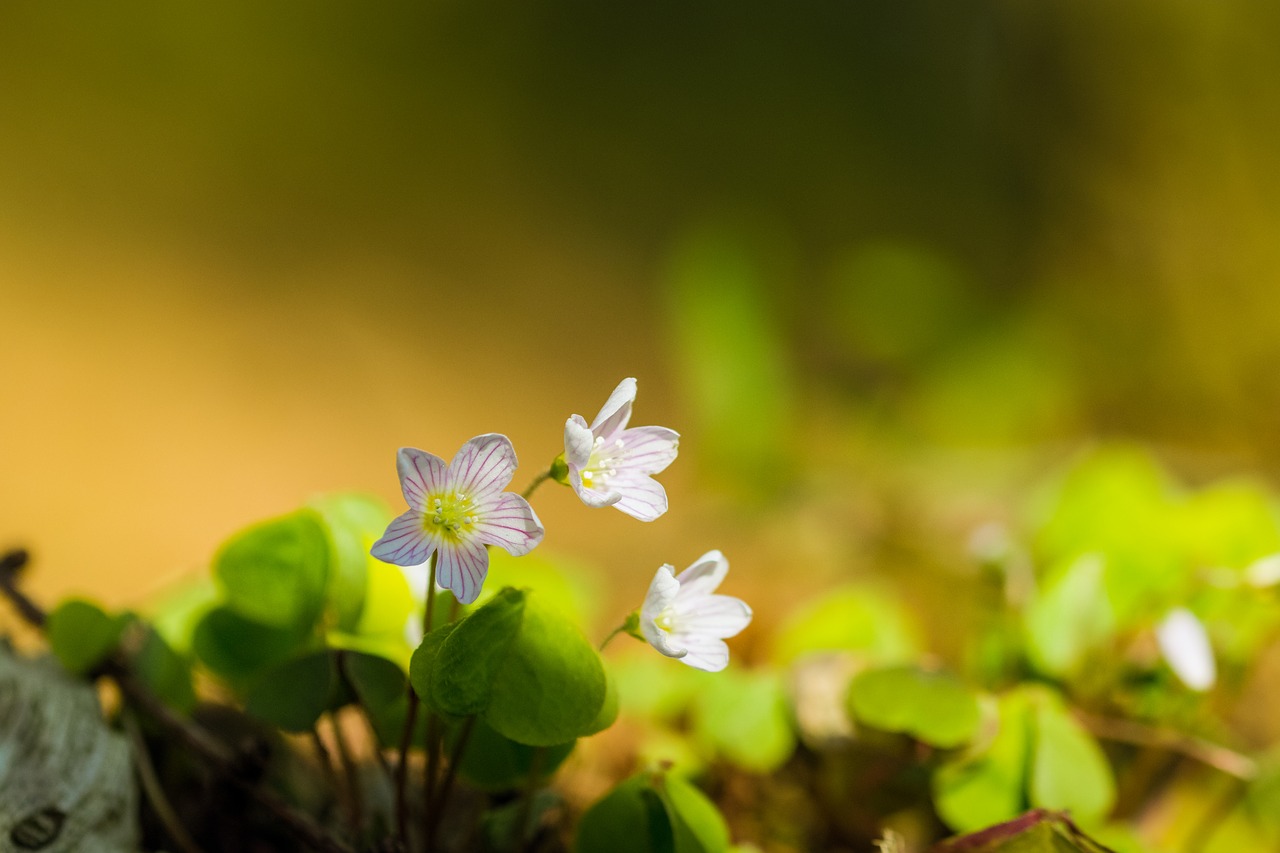 flower  wild  nature free photo