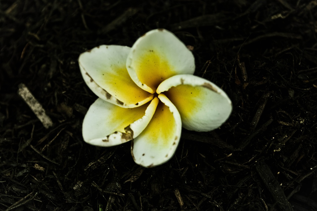 flower  jasmine  white free photo