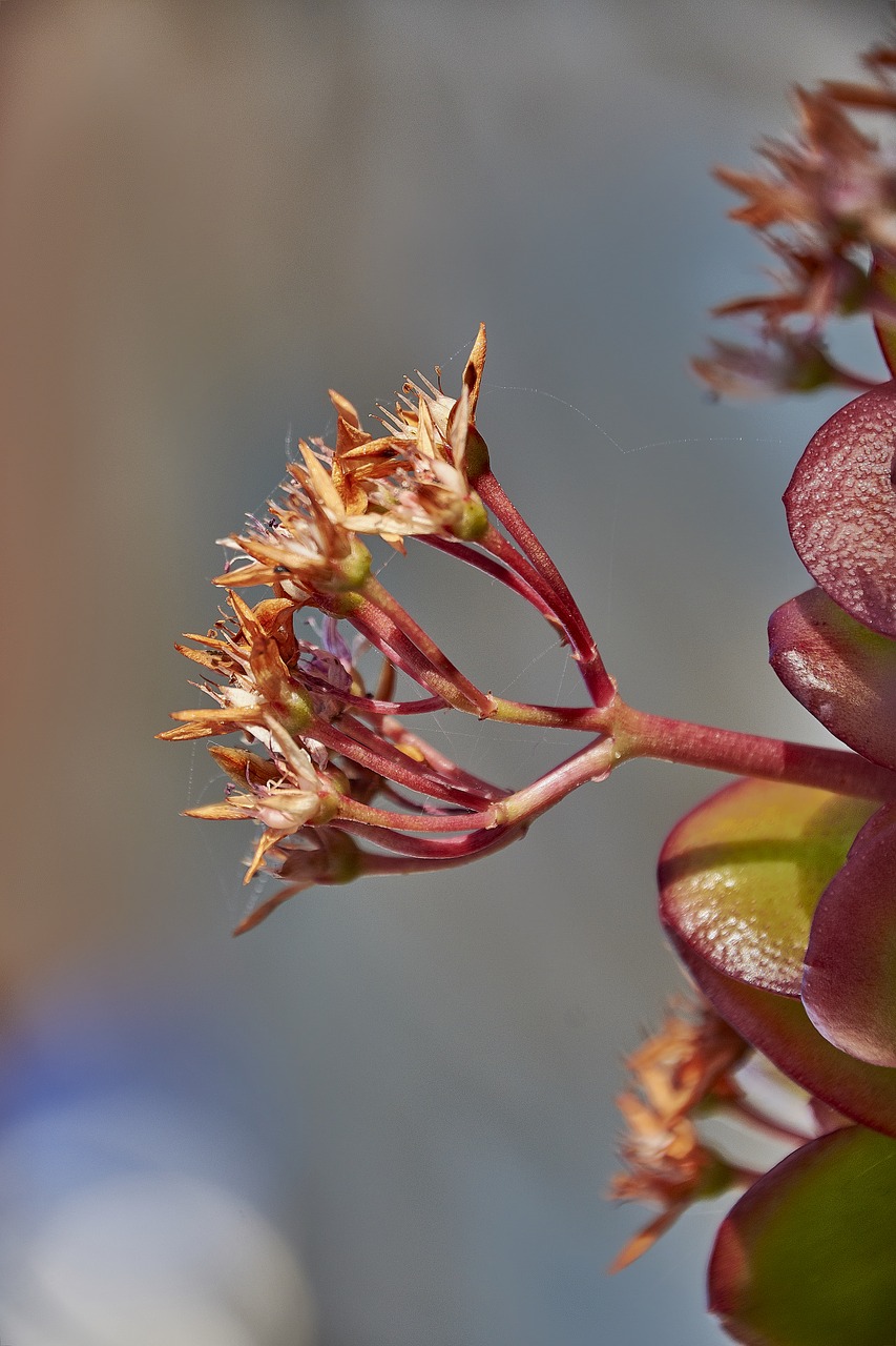 flower  nature  flora free photo