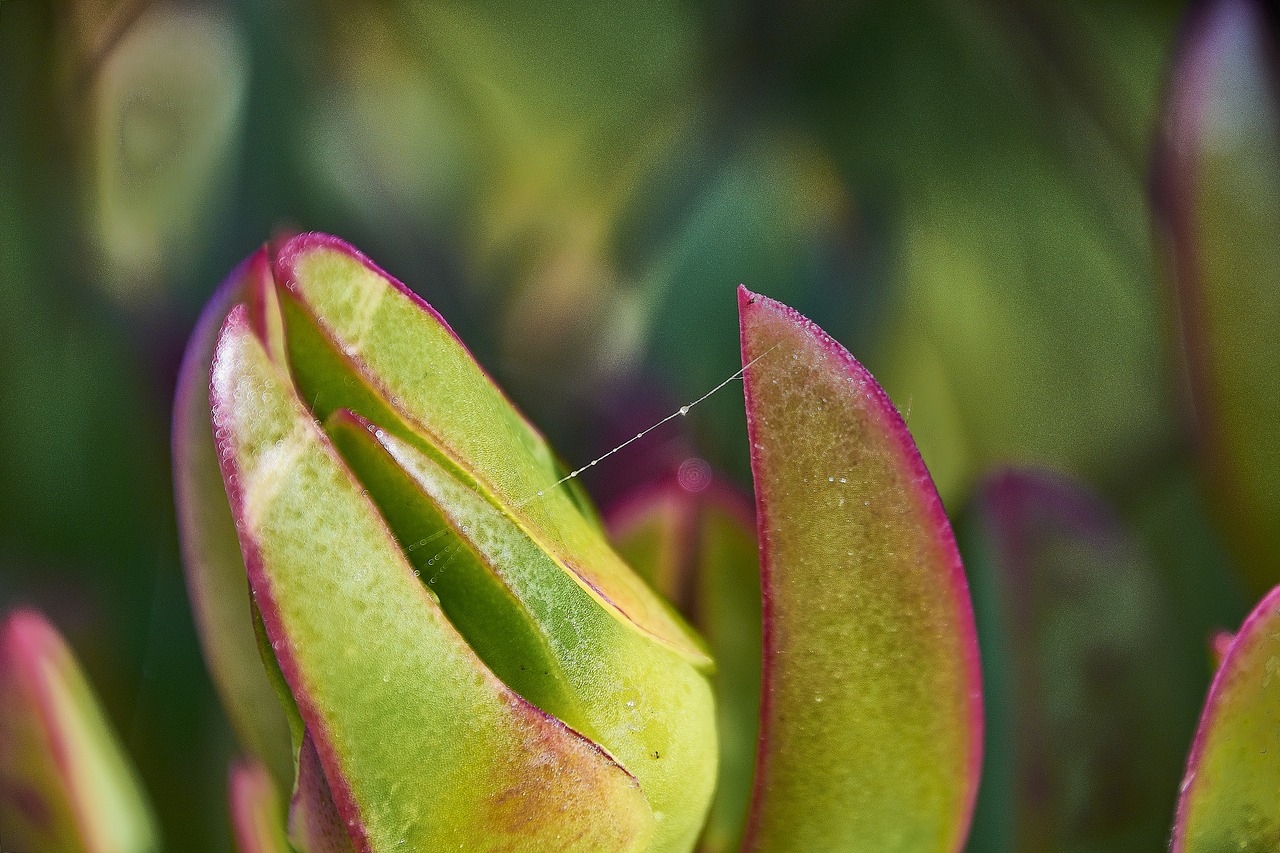 flower  nature  flora free photo