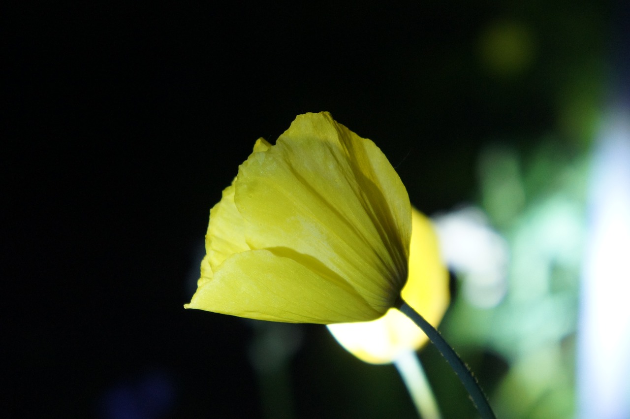 flower  dark background  night free photo