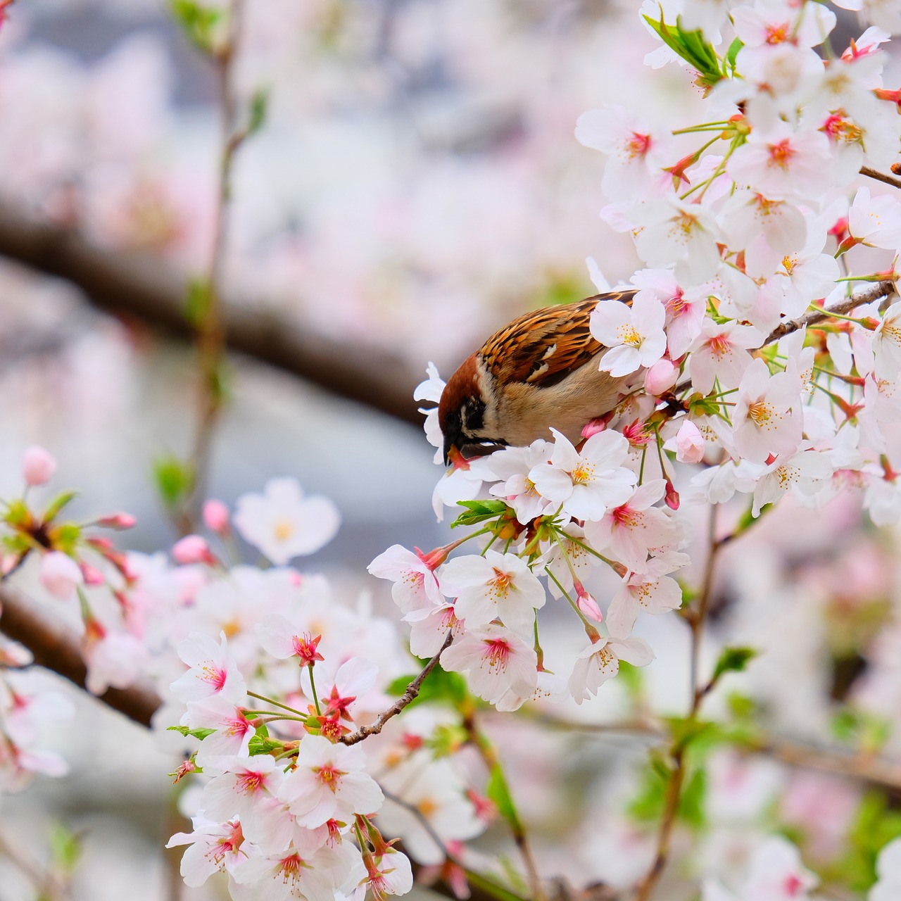 flower  cherry blossom  spring free photo