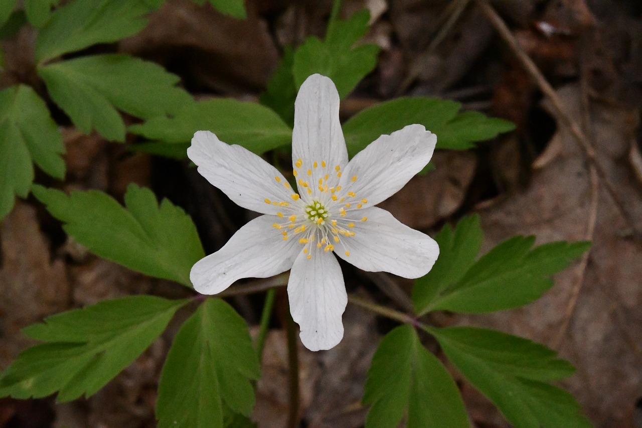 flower  white  spring free photo