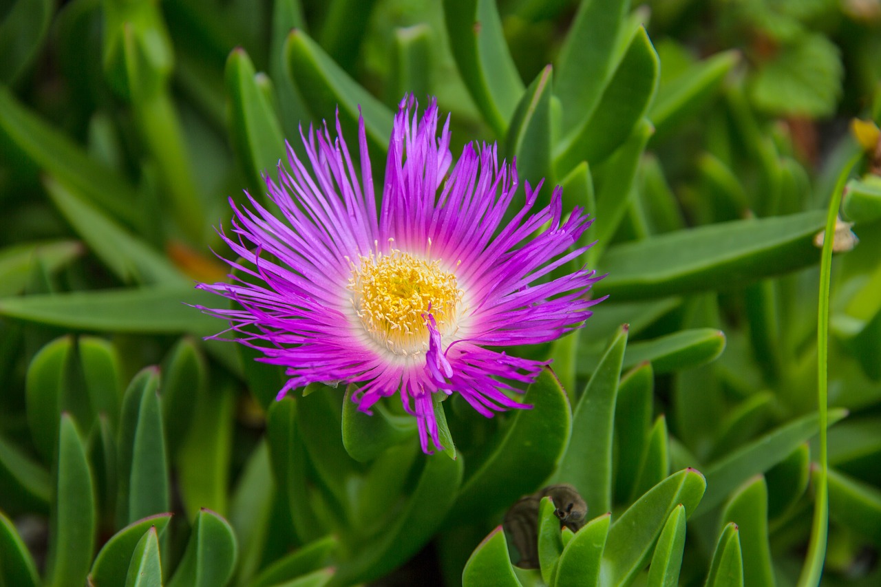 flower  purple  bloom free photo