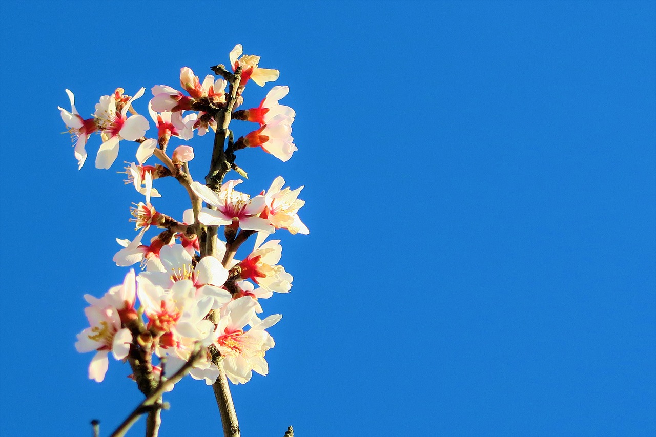 flower  tree  branch free photo