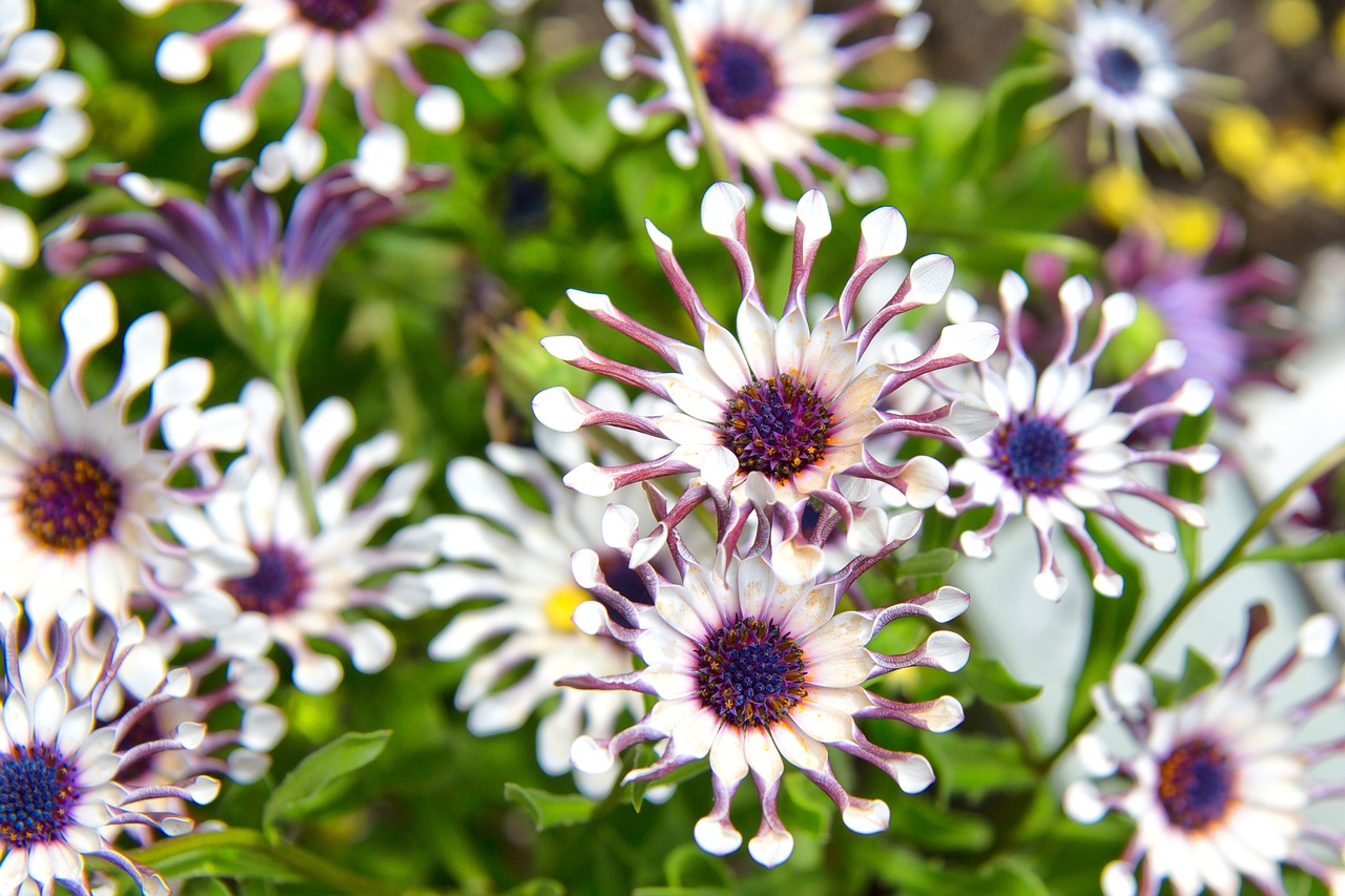 flower  purple  white free photo