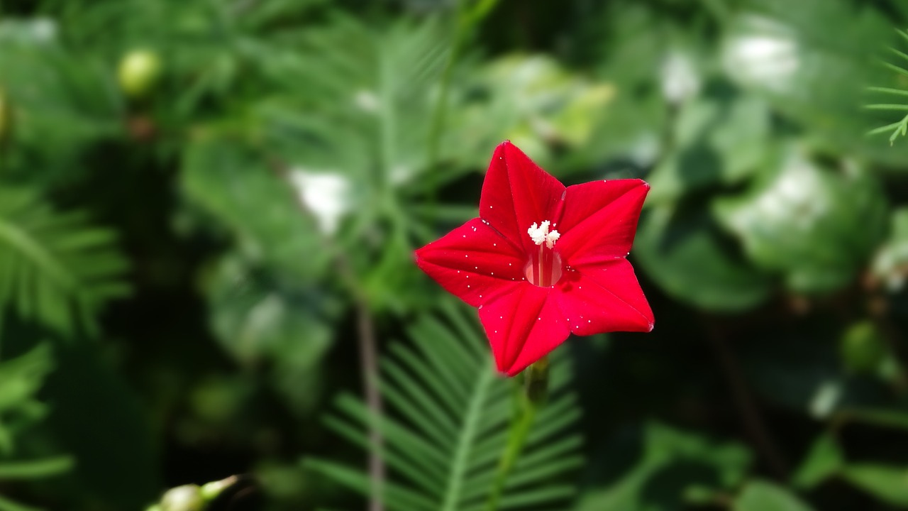 flower  red  bloom free photo