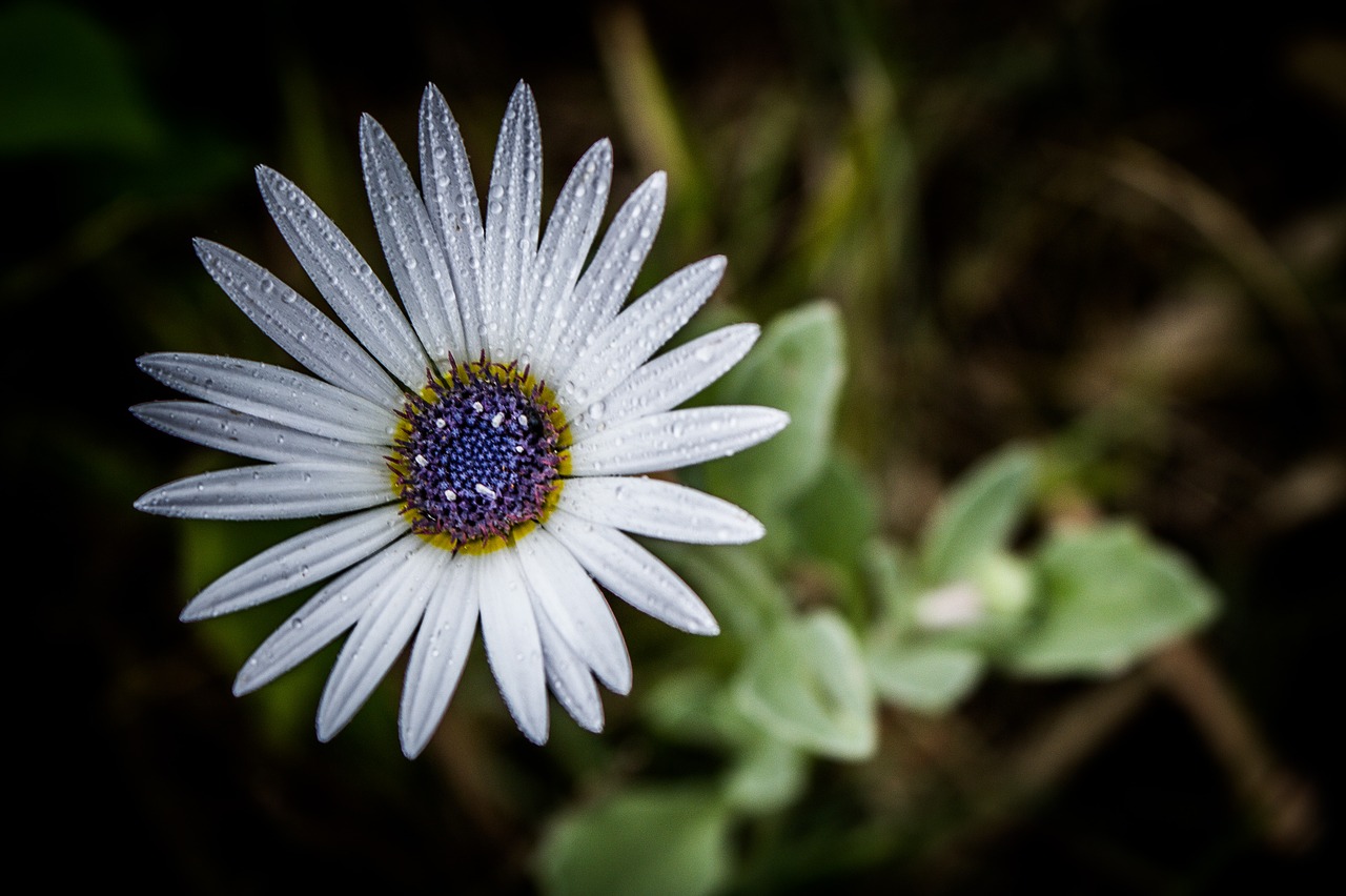 flower  beauty  flowers free photo