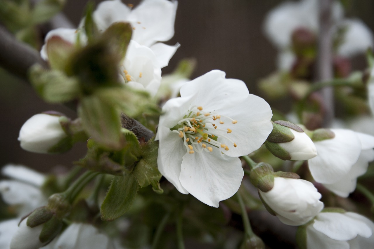 flower  spring  white free photo