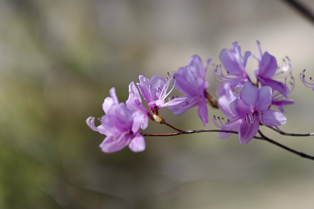 flower  purple  branch free photo