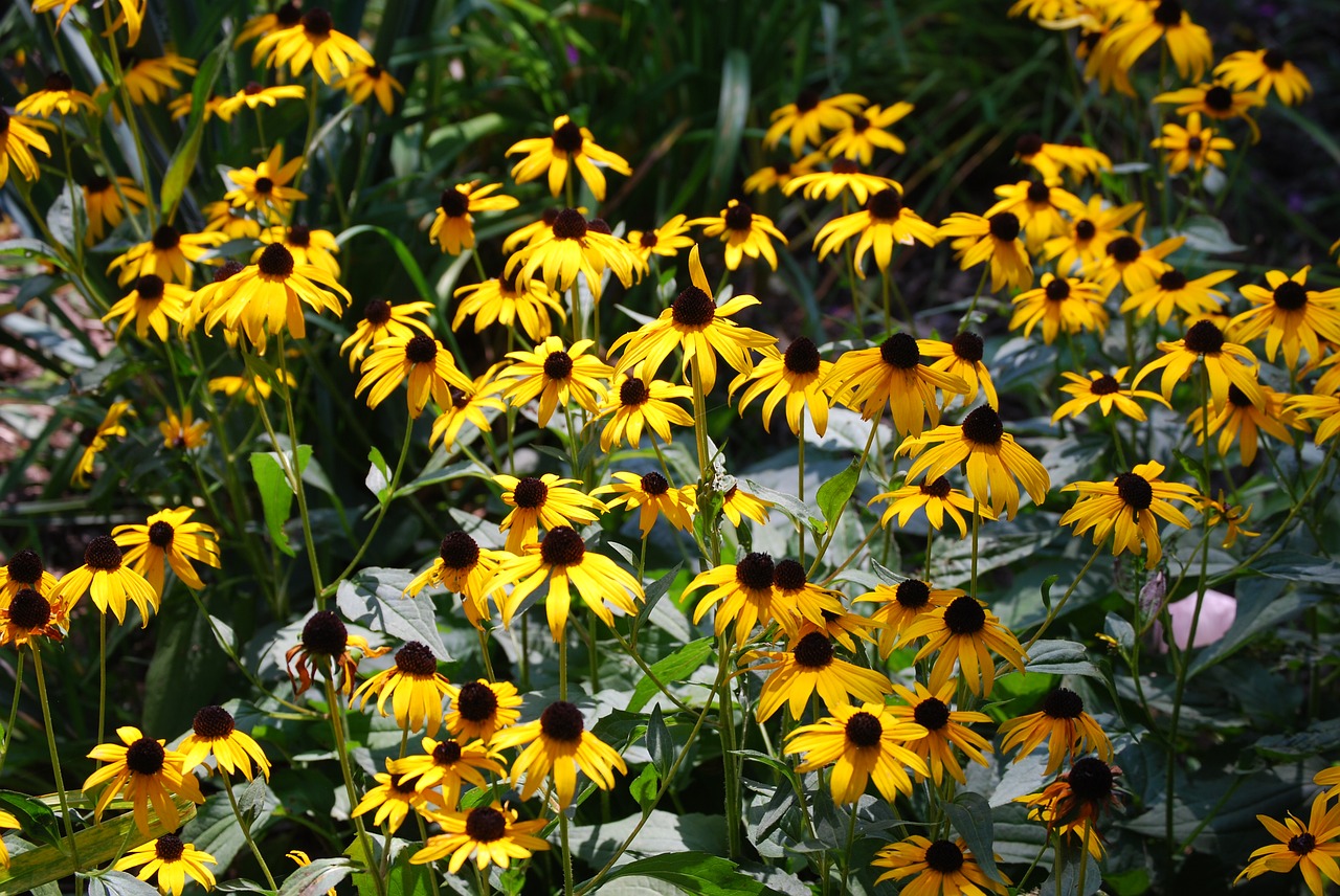 flower  yellow  daisy free photo