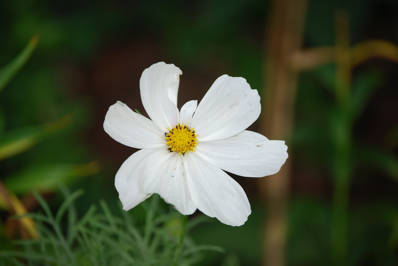 flower  white  summer free photo