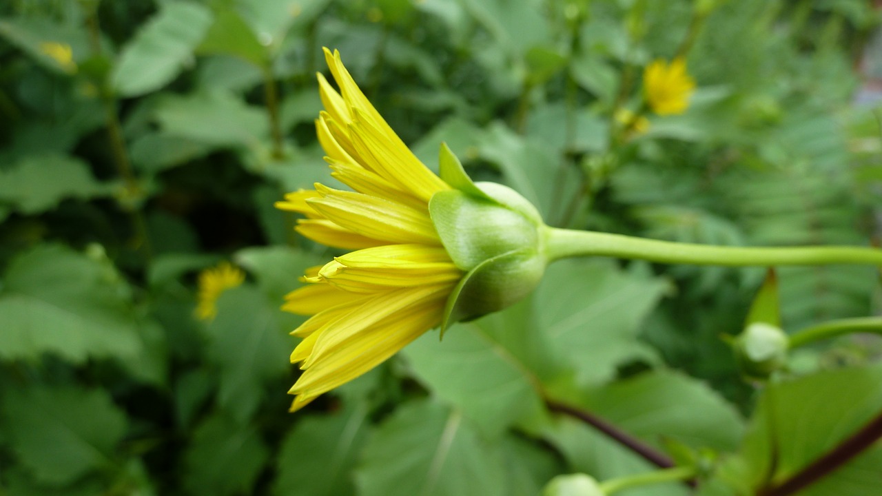 flower yellow nature free photo