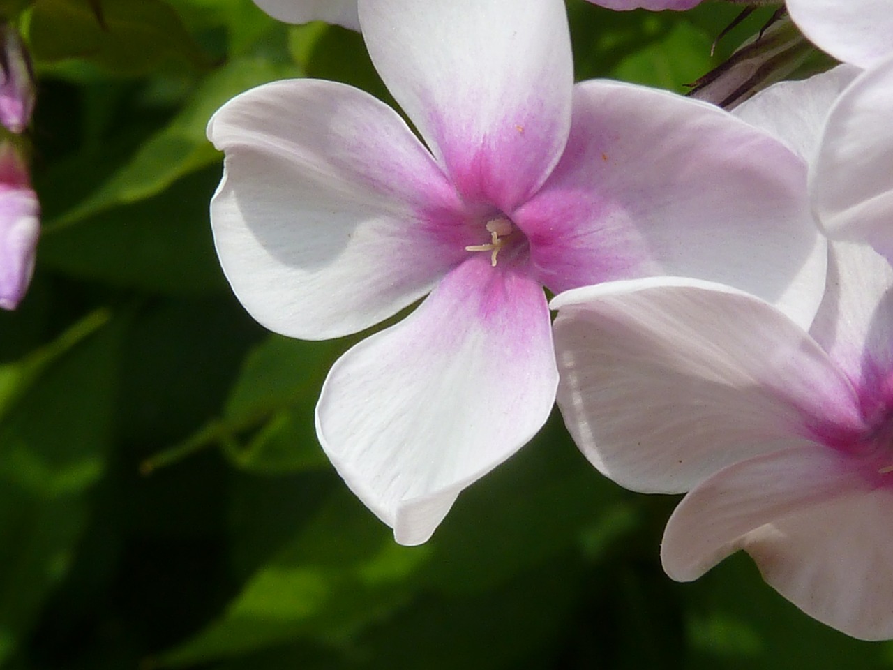 flower pink nature free photo