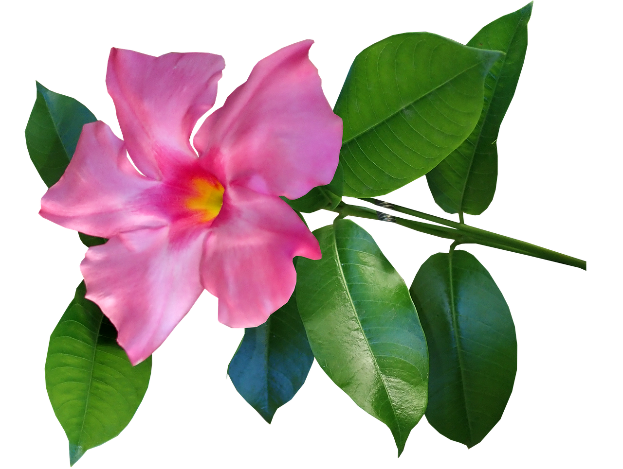 flower  pink  climber free photo