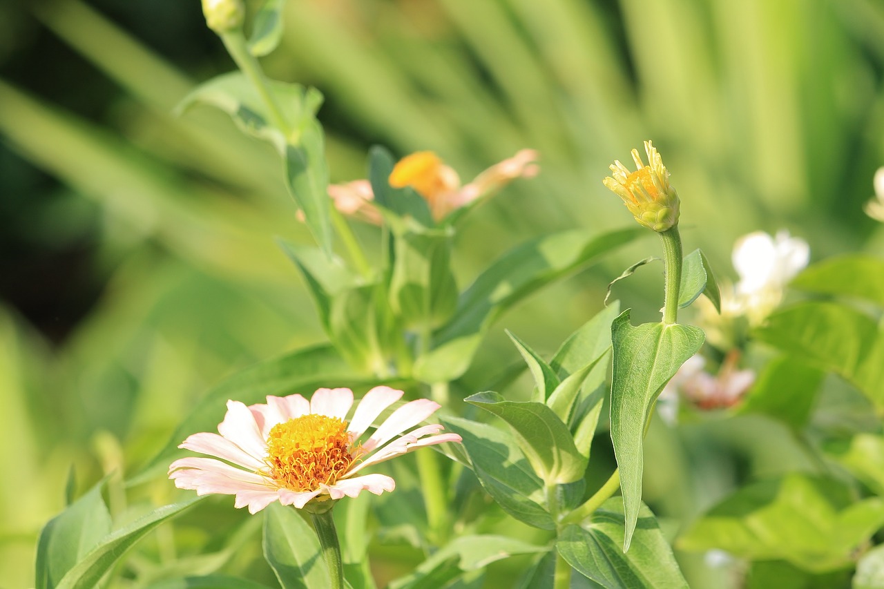 flower  green  plant free photo